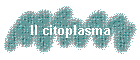 Il citoplasma