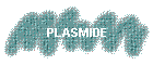 PLASMIDE